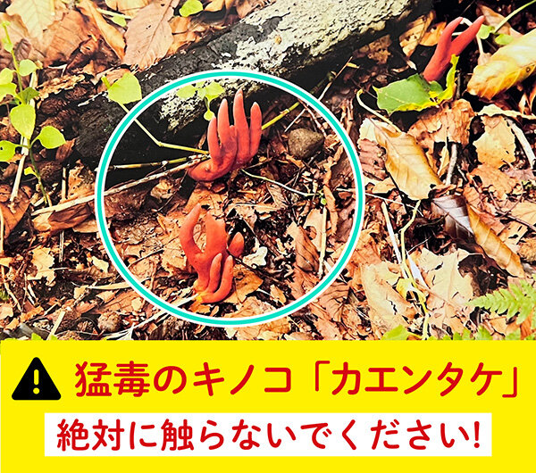 【ご注意ください】猛毒のキノコ「カエンタケ」が確認されています