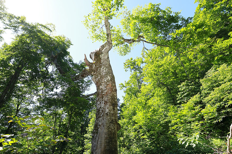 マザーツリー見学ルート 2018年9月の風景