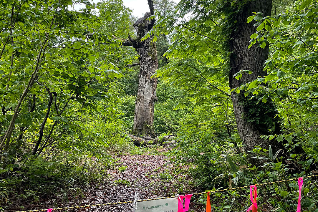マザーツリー見学ルート | 白神山地トレッキング | アクア