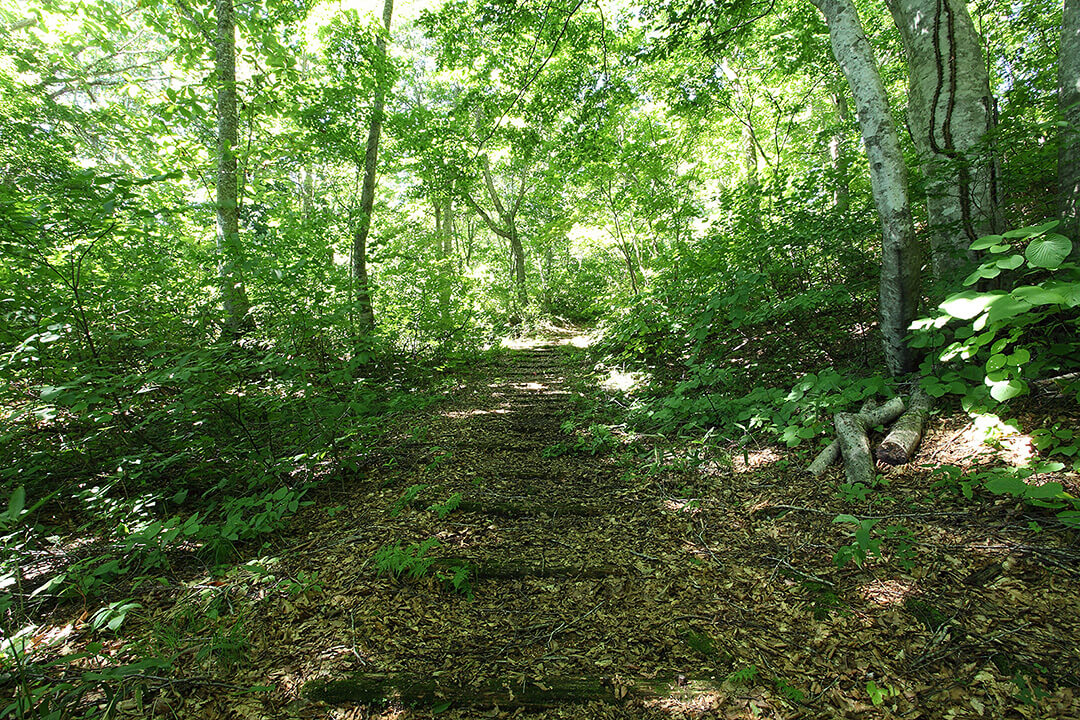 ぶな巨木ふれあいの径 風景