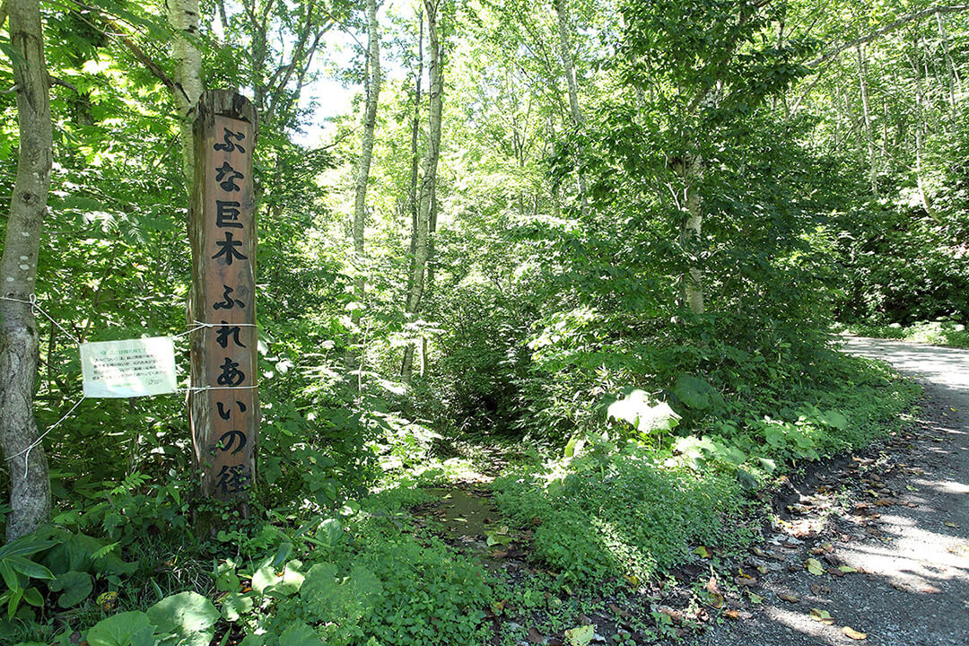 ぶな巨木ふれあいの径 風景