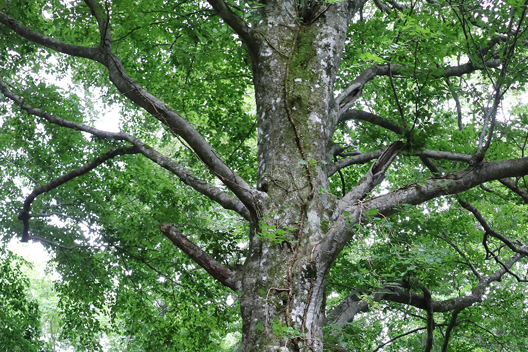 ぶな巨木ふれあいの径 風景