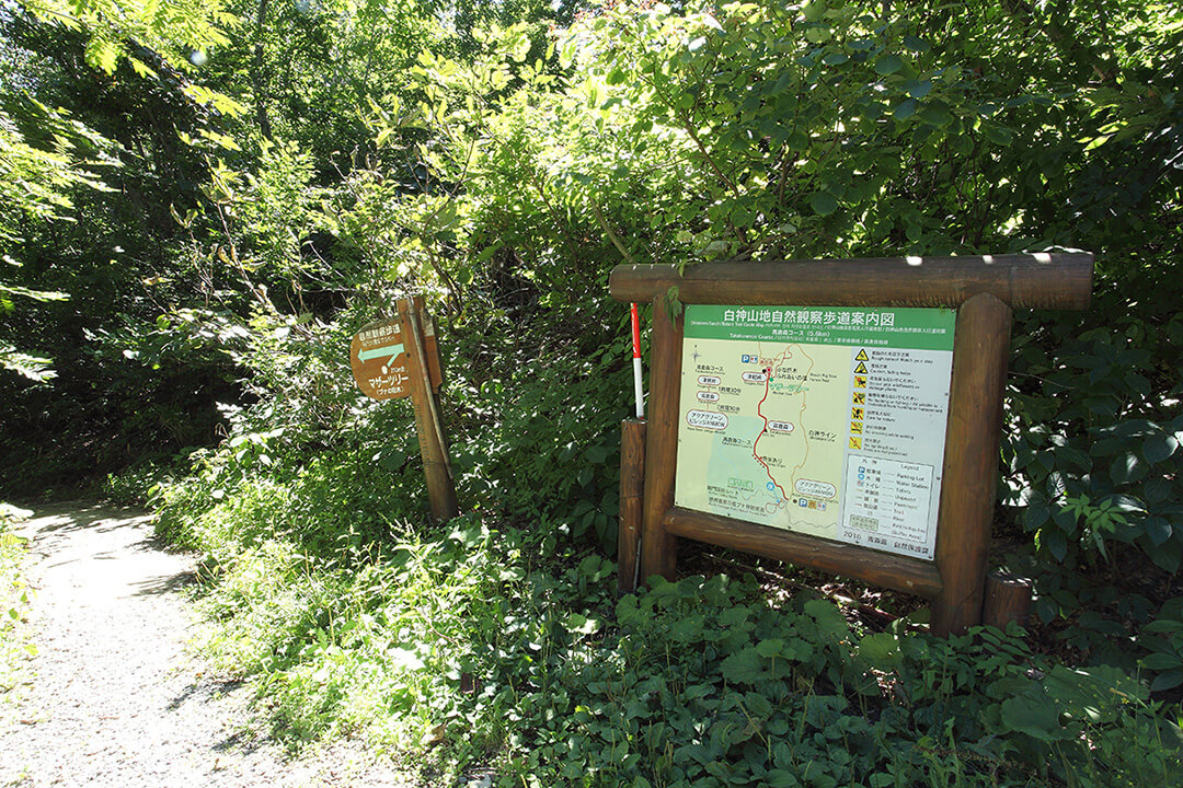高倉森(往復)登山道 風景