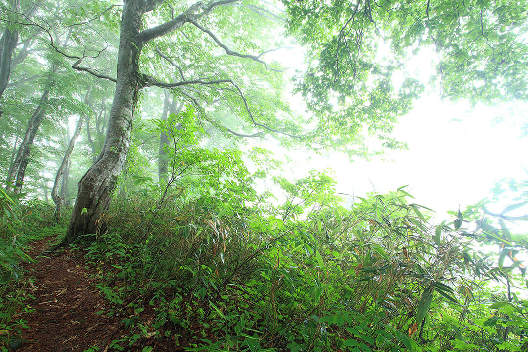 高倉森(往復)登山道 風景