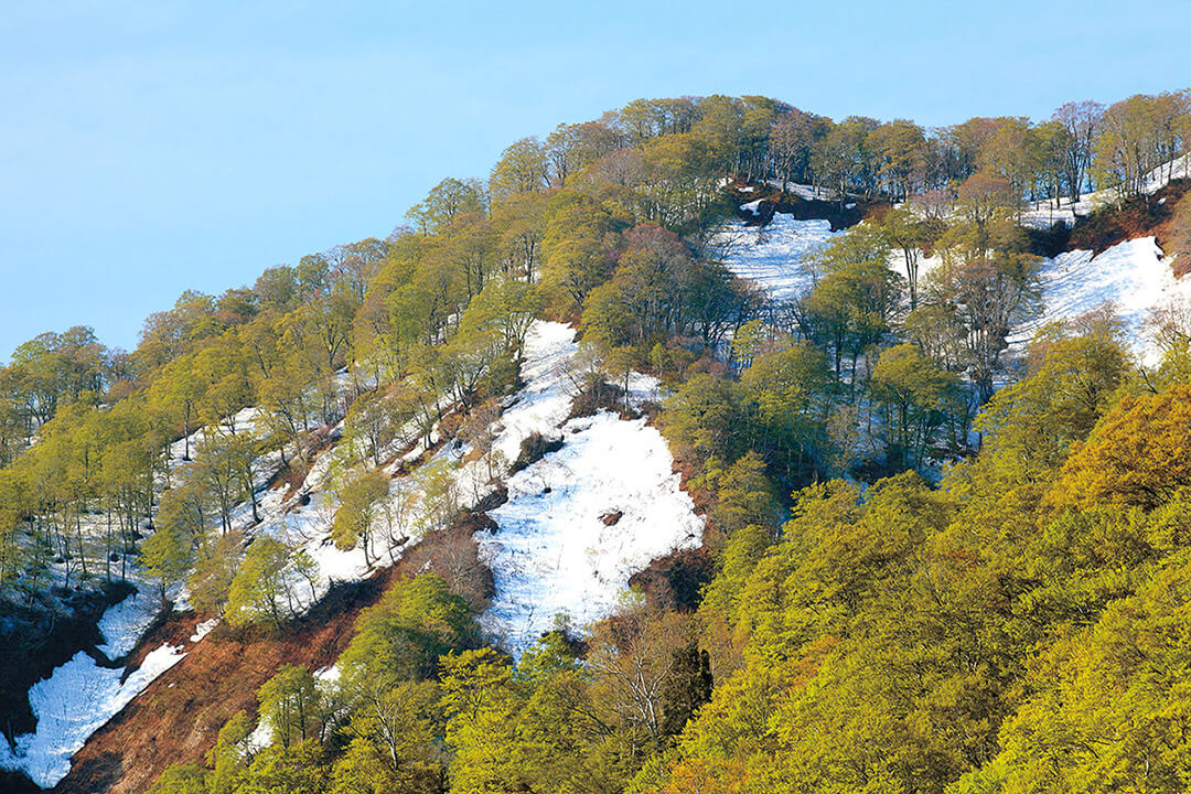 高倉森(往復)登山道 風景