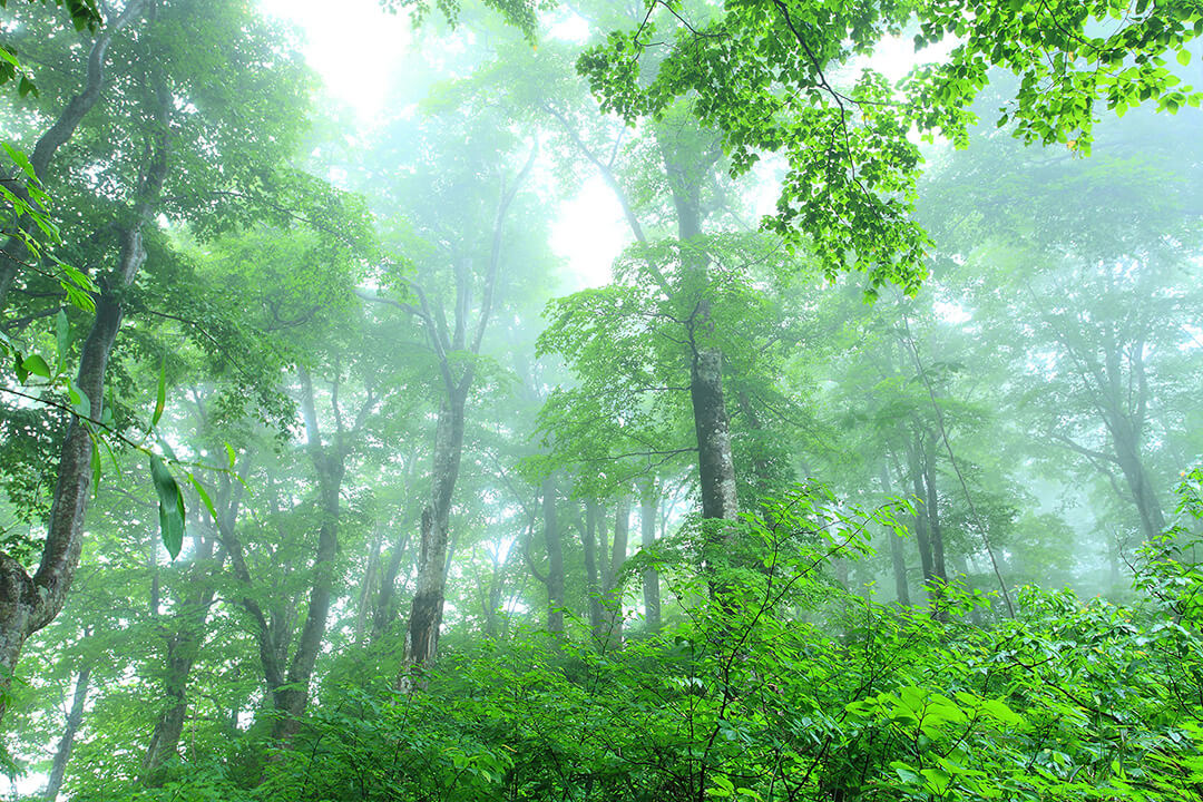 高倉森（縦走）登山道 風景