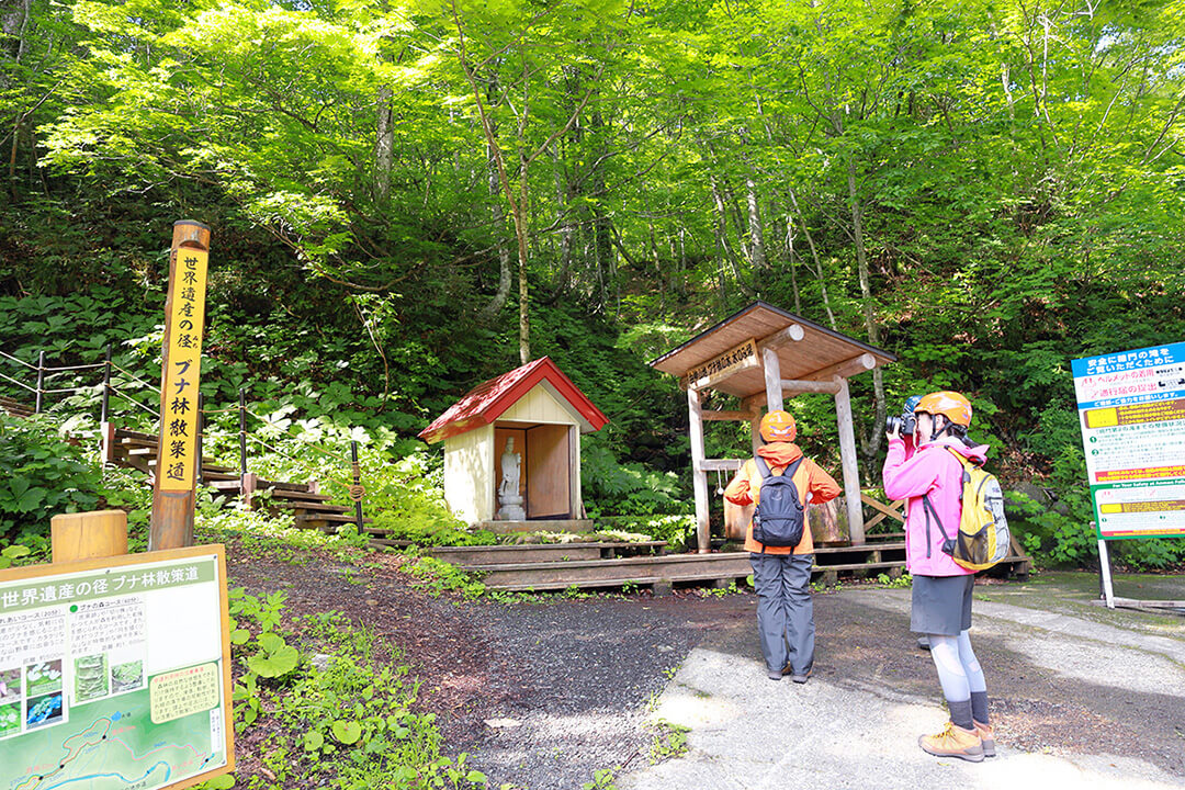 世界遺産の径 ブナ林散策道 風景