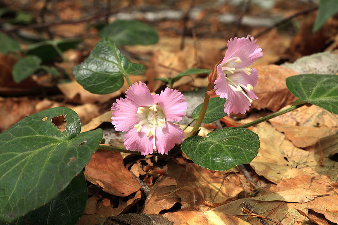 世界遺産の径 ブナ林散策道 風景